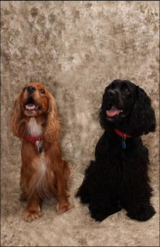 Padres de Ruby
la blanquita es su madre y el negrito su padre.
(ella se parece a su papa)